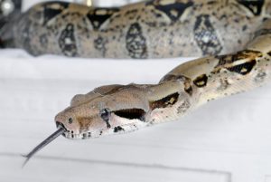 舌を出している蛇